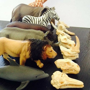 Safari Toys Mammal Skulls